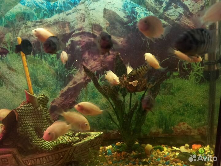 Аквариумные рыбки цихлиды