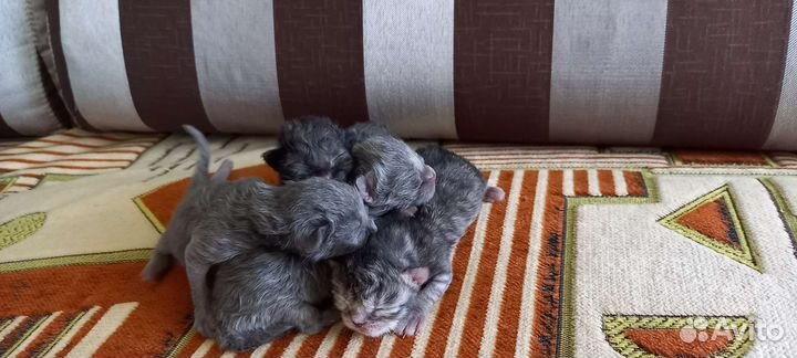 Шотландские котята метисы в добрые руки