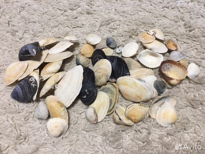 Морские ракушки раковины