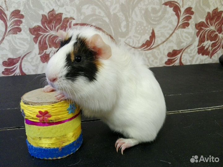 Домашняя передержка грызунов, подстригание когтей