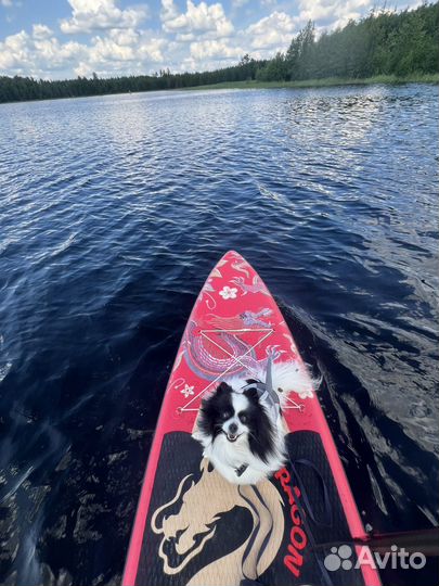 Supboard аренда