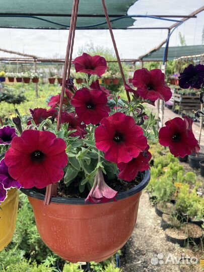 Вегетативная петуния для озеленения