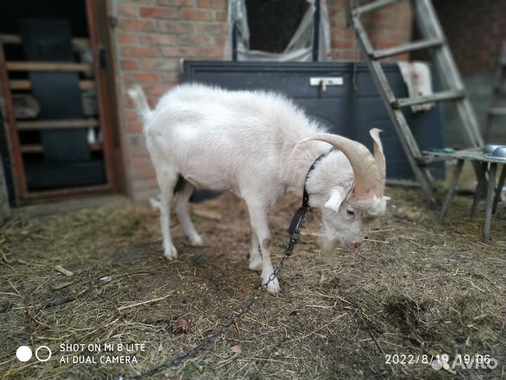 Козел зааненский