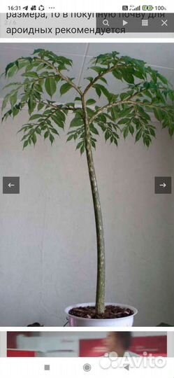 Аморфофаллус