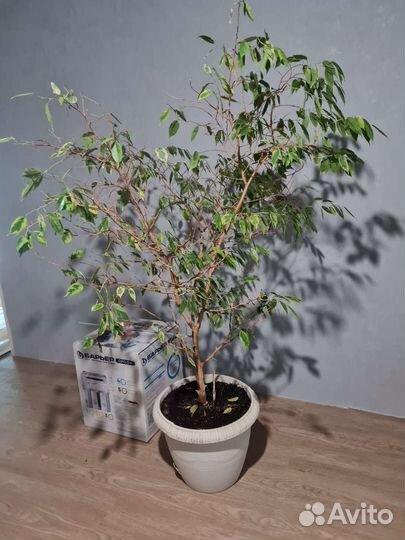 Фикус Бенджамина