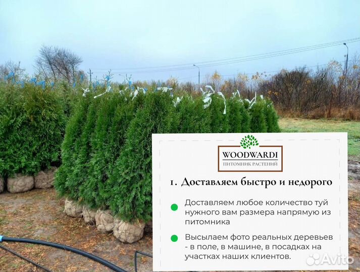 Туи вип качества:Смарагд,Брабант,Колумна