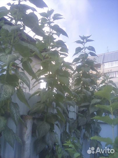 Топинамбур