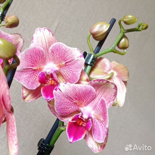 Орхидея Phal. Pirat Picote бабочка цветет 2 ствола