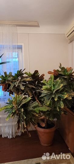 Кротон, 15 лет, очень большой