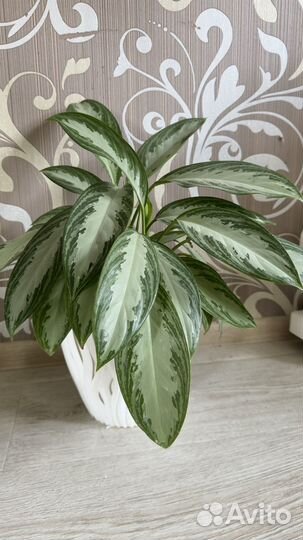 Аглаонема с кашпо