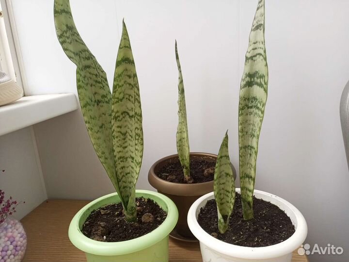 Сансевиерия щучий хвост комнатные растения