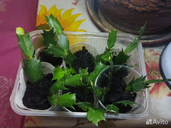 Декабрист шлюмбергера желтый