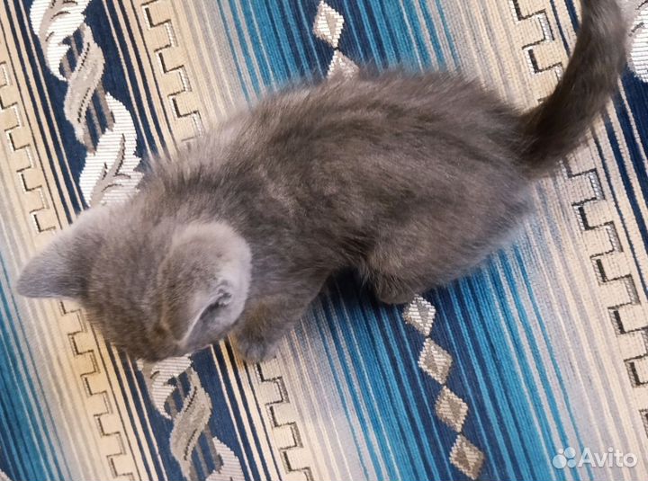 Британская кошечка