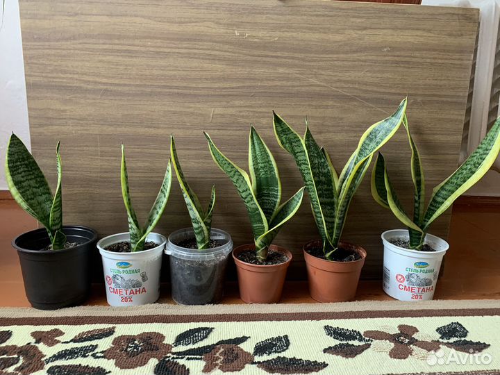 Сансевиерия