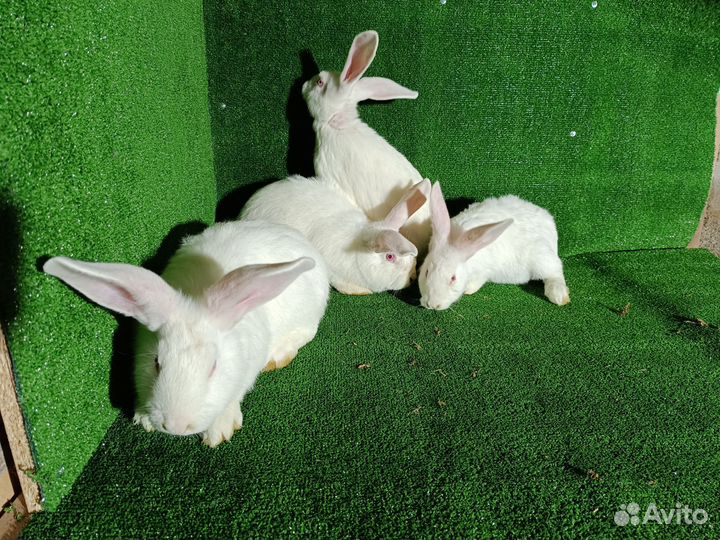 Кролики мясных пород великаны