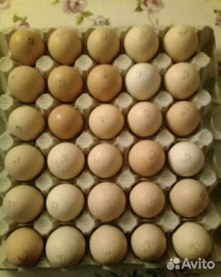 Цыплята бройлеры