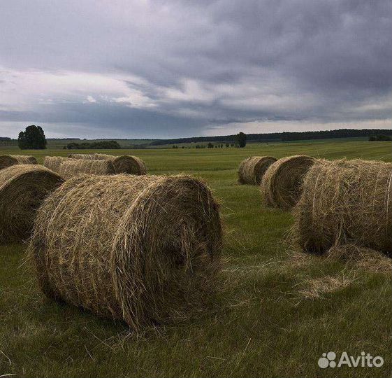 Продам сено в рулонах