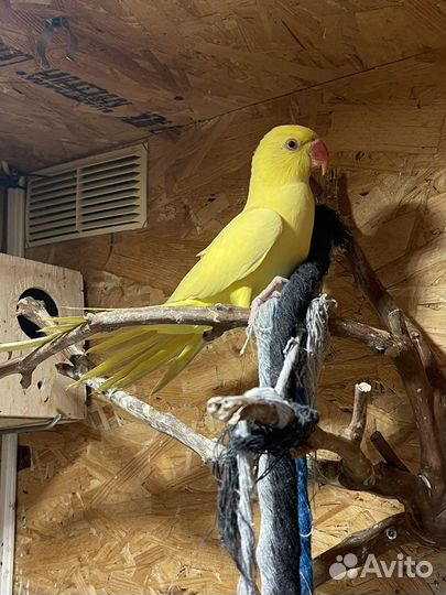 Ожереловый попугай самец