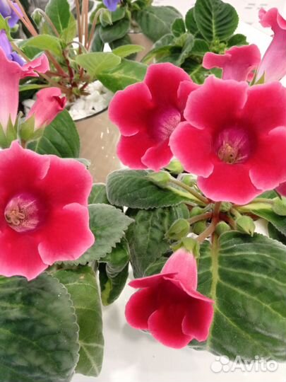 Глоксиния и тидея