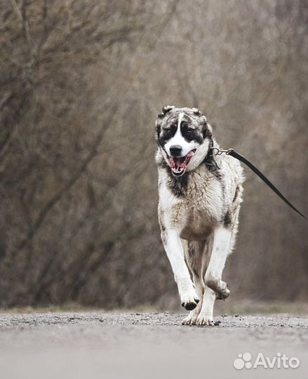 Алабай в дар