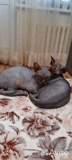Канадский сфинкс котенок мальчик