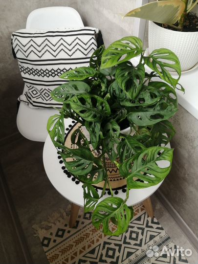 Монстера Манки Лиф