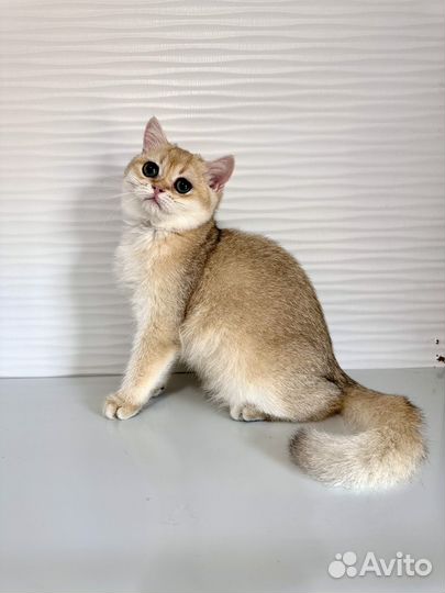Британские котята
