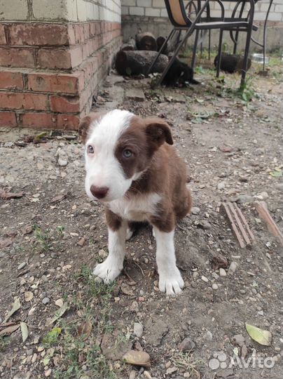 Щенки в добрые руки