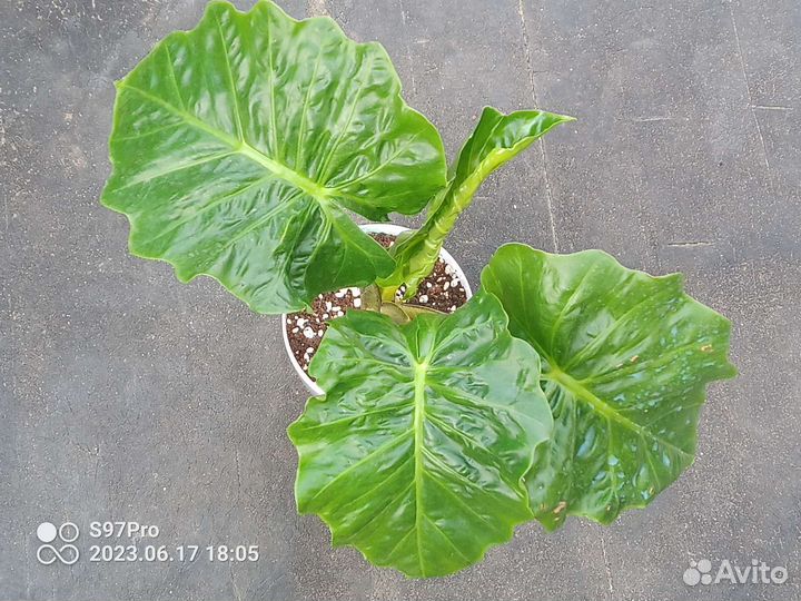 Комнатные растения