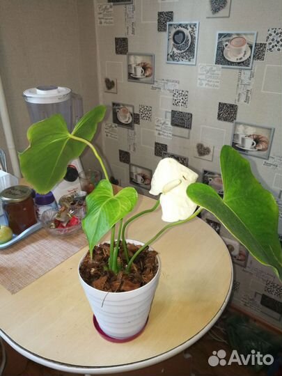 Антуриум белый