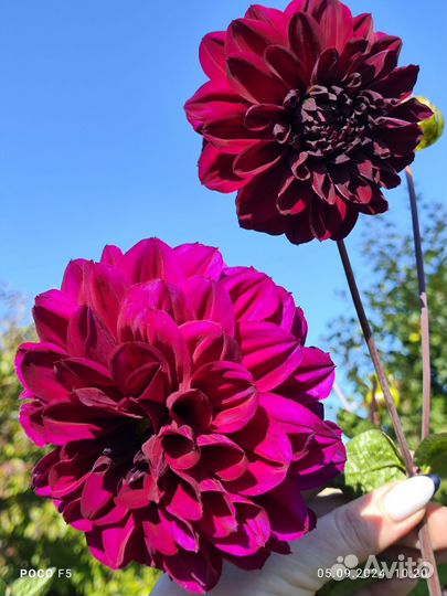 Георгины клубни