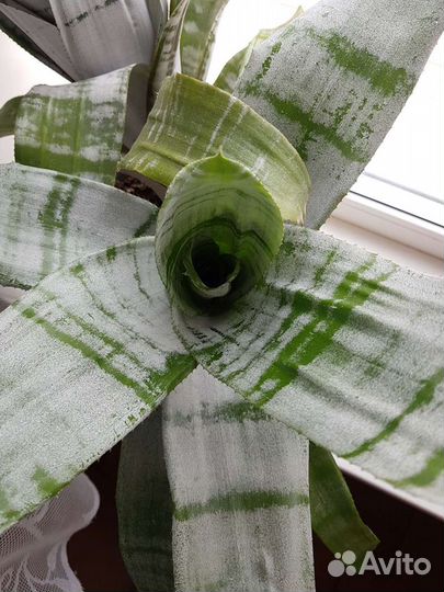 Эхмея полосатая