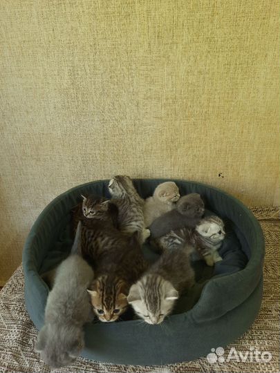 Шотландские котята
