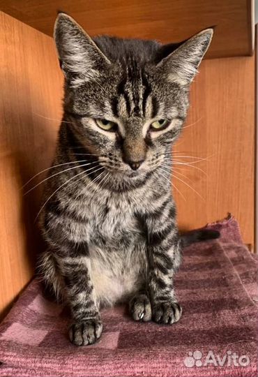 Кастрированный кот бесплатно