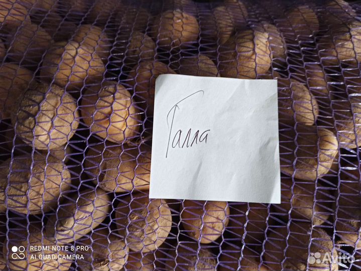 Семенной картофель сорт Галла