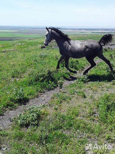 Арабский жеребец Акмаль Случка