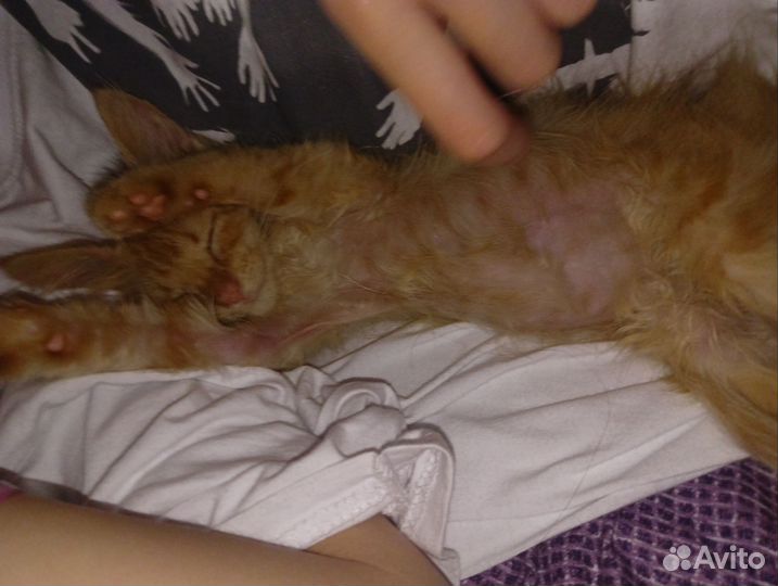 Отдам котенка в добрые руки