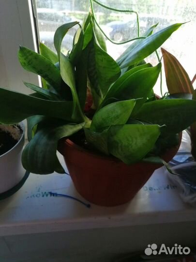 Домашние цветы в горшках