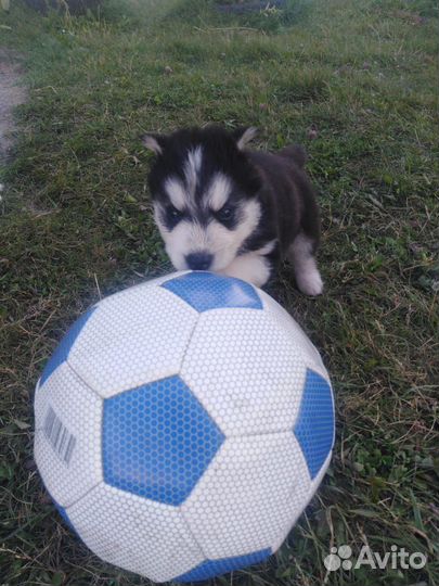 Щенки Хаски