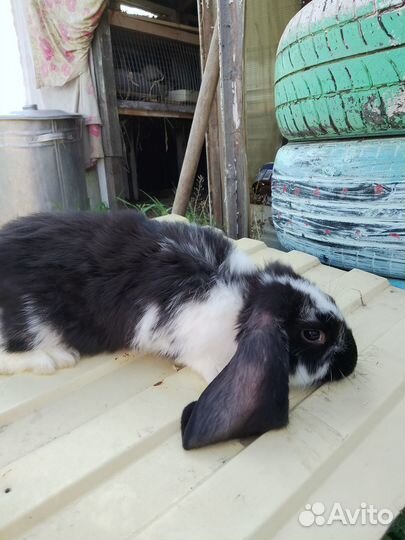 Кролики мясных пород