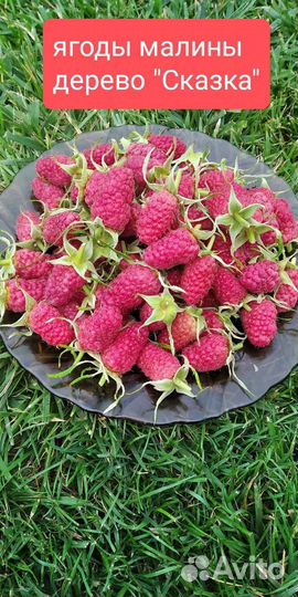 Малина, малина дерево саженцы