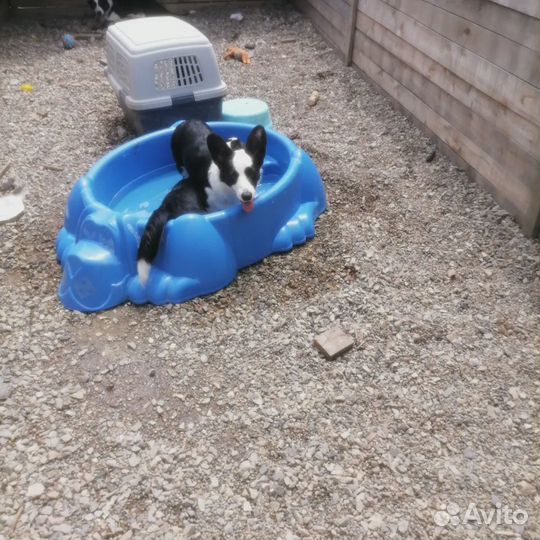 Вельш-корги