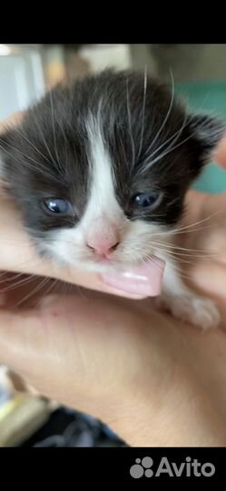 Котенок девочка