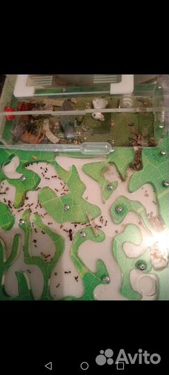 Муравейник