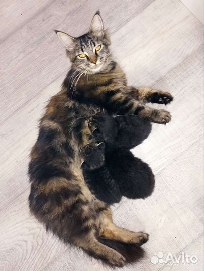 Кошки мейн-кун