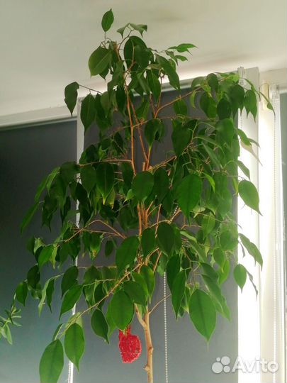 Фикус бенджамина