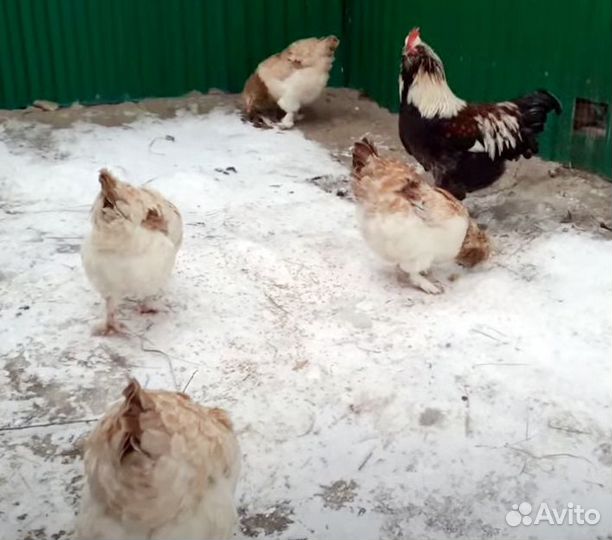 Куры фавероль
