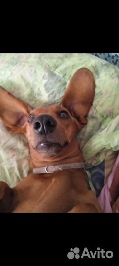 Такса в добрые руки отзывается на кличку Тася