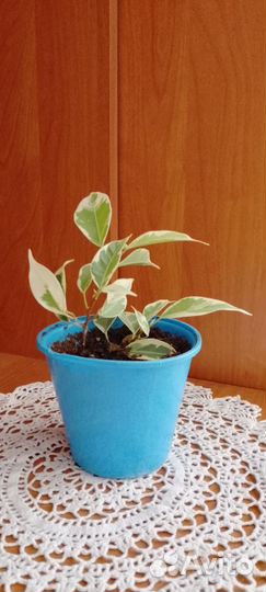 Фикус Бенджамина