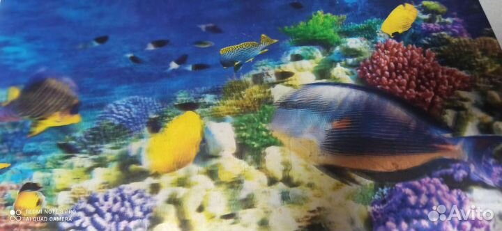 Морские камни И ракушки